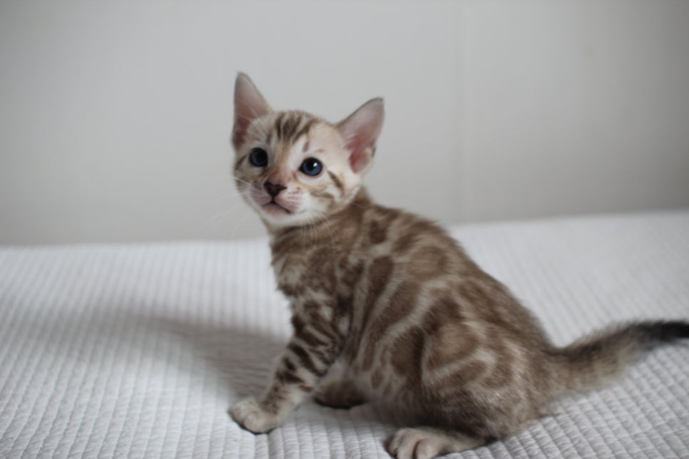 브라운과 실밍크 뱅갈고양이 여아 꼬맹이들 입니다~ 관련 이미지 5