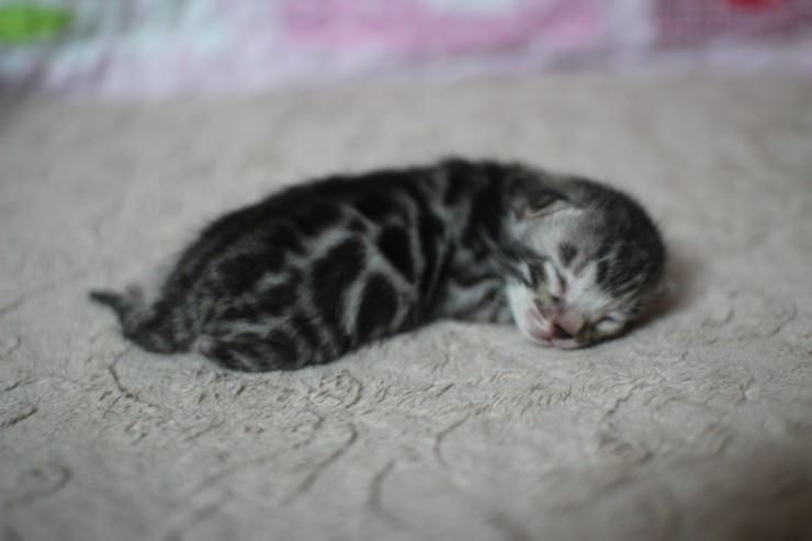 실버뱅갈고양이 꼬물이들 탄생 샤샤샷 관련 이미지 6