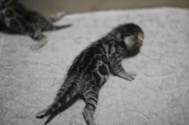 뱅갈고양이 자매 오늘 모습 입니다~ 관련 이미지 7