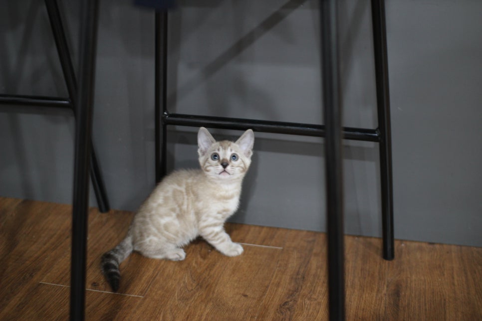 실밍크뱅갈고양이 남아 분양해요~~ 관련 이미지 4