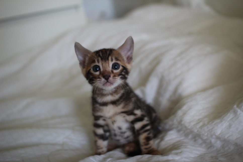 미남 뱅갈고양이에 애교발사~ 관련 이미지 1