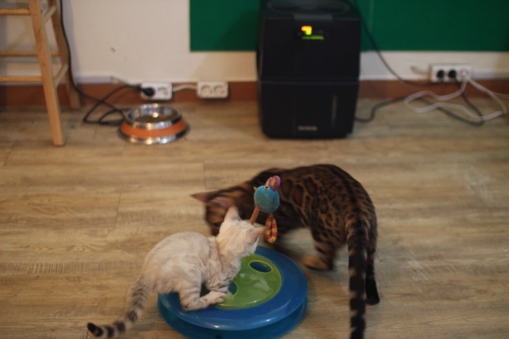 뱅갈고양이,스노우뱅갈고양이,  저희집 어린녀석들 오늘도 신나게 놀고 있어요^^......... 관련 이미지 8