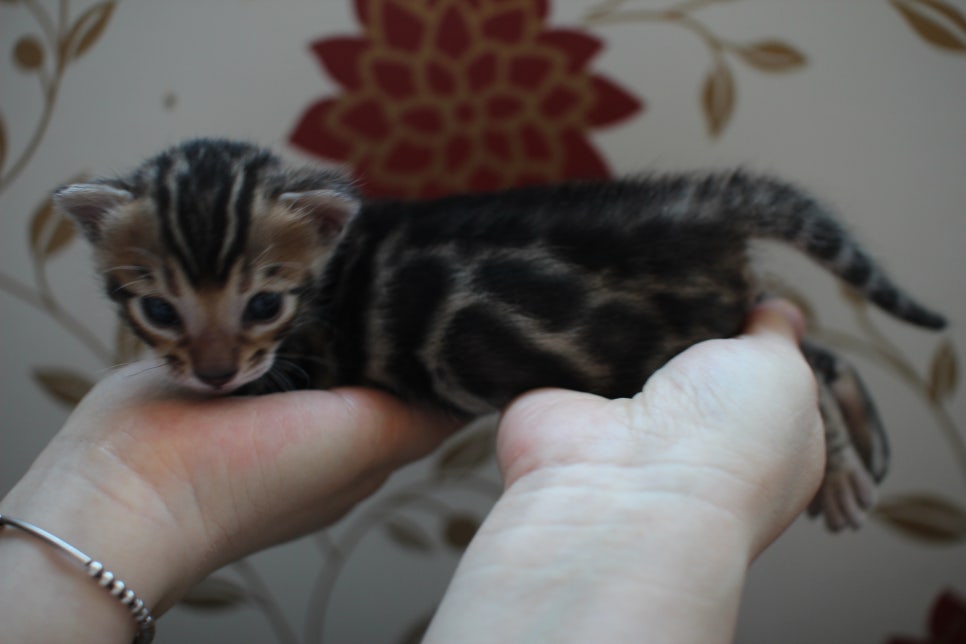 어메이징 브라운 뱅갈고양이 삼형제예요~ 관련 이미지 9