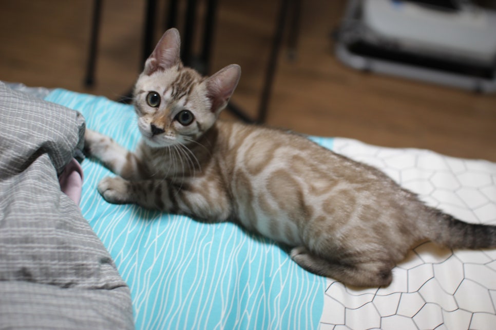 스노우뱅갈고양이 삼총사~ 관련 이미지 9