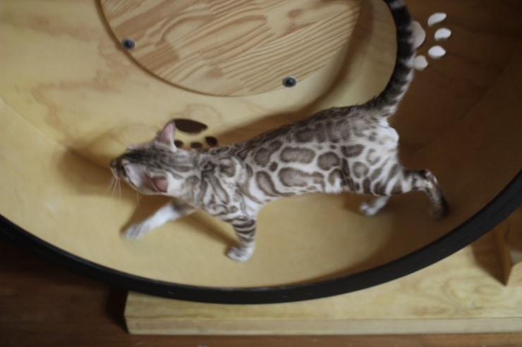 캣휠 타는 실밍크 뱅갈고양이 영웅이예요~ 관련 이미지 3