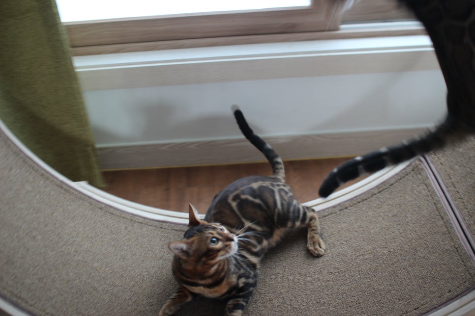 빅로젯 뱅갈고양이 남아 분양해요~ 관련 이미지 7