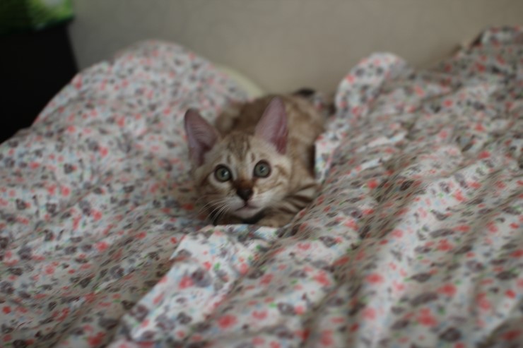 실밍크 뱅갈고양이 곰돌이예요~ 관련 이미지 12