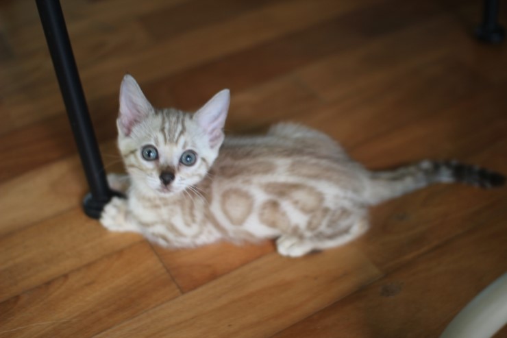 스노우 밍크 뱅갈고양이 남아예요~ 관련 이미지 2