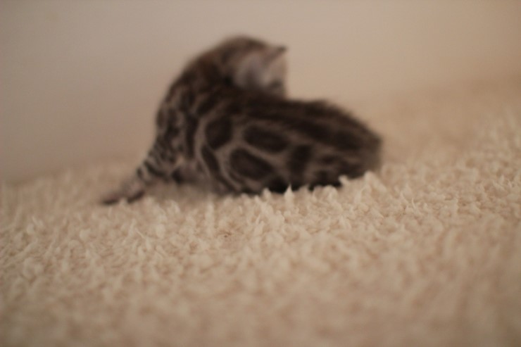 실버 남아예요~ 관련 이미지 6