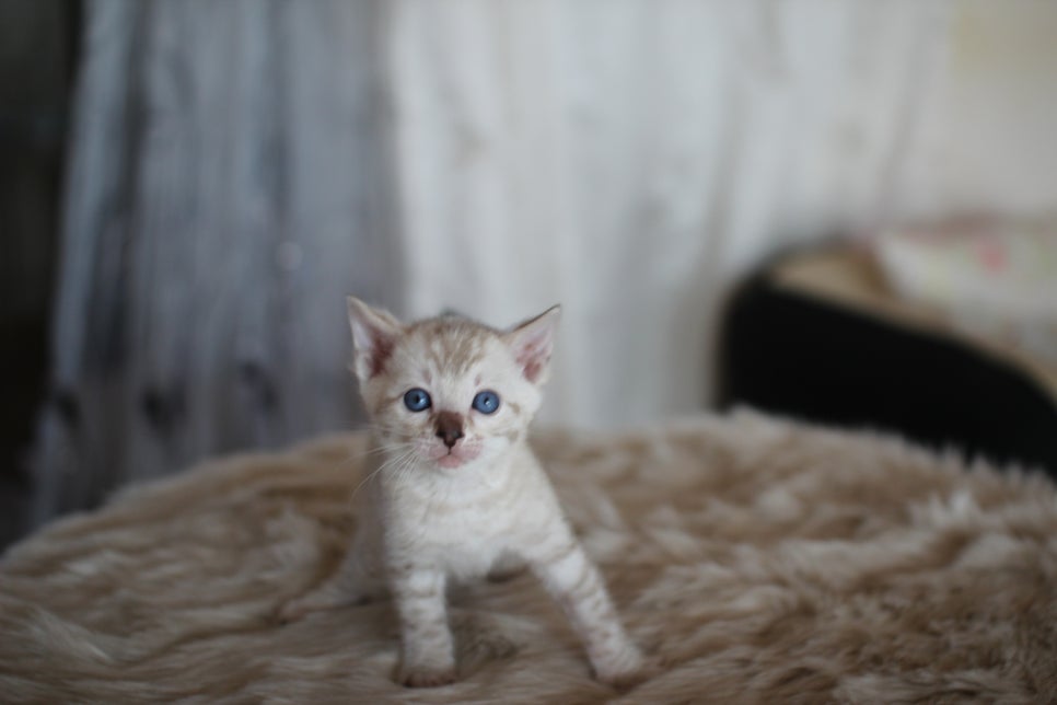 스노우뱅갈고양이 분양 오늘 빠져들어 볼까요? 관련 이미지 12