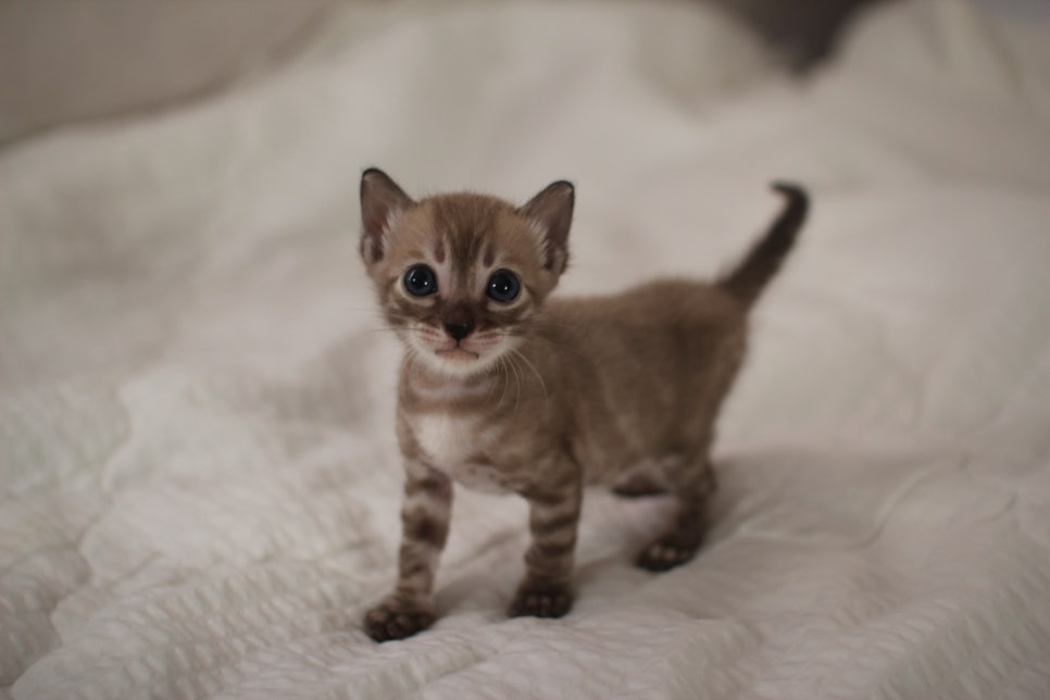 밍크차콜 뱅갈고양이 남아에요~ 관련 이미지 1