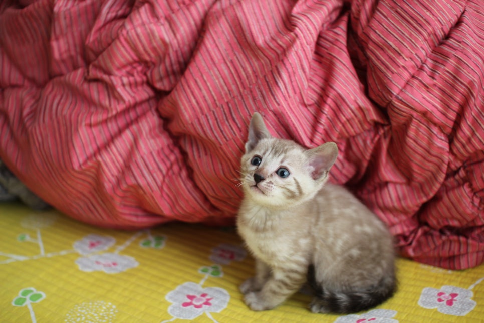 실밍크뱅갈고양이 남아 분양중 입니다~ 관련 이미지 1