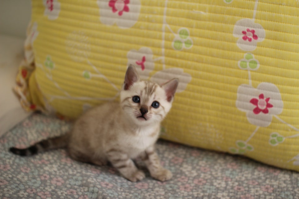 스노우뱅갈고양이 남아 분양해요~ 관련 이미지 3