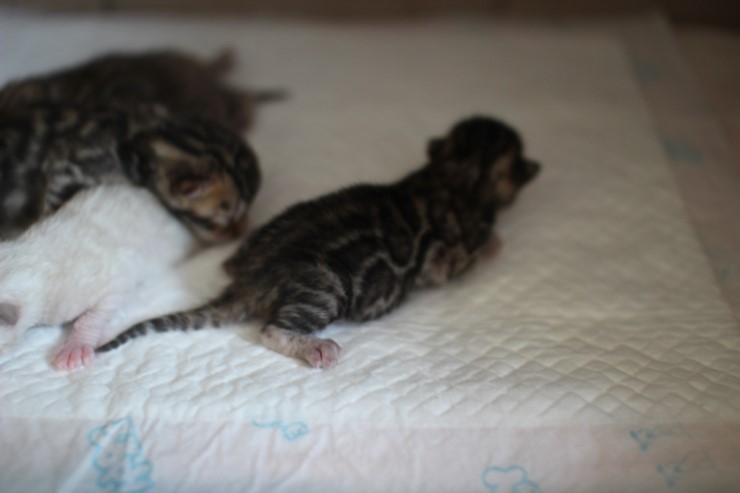 뱅갈고양이 예약된 여아~ 관련 이미지 2