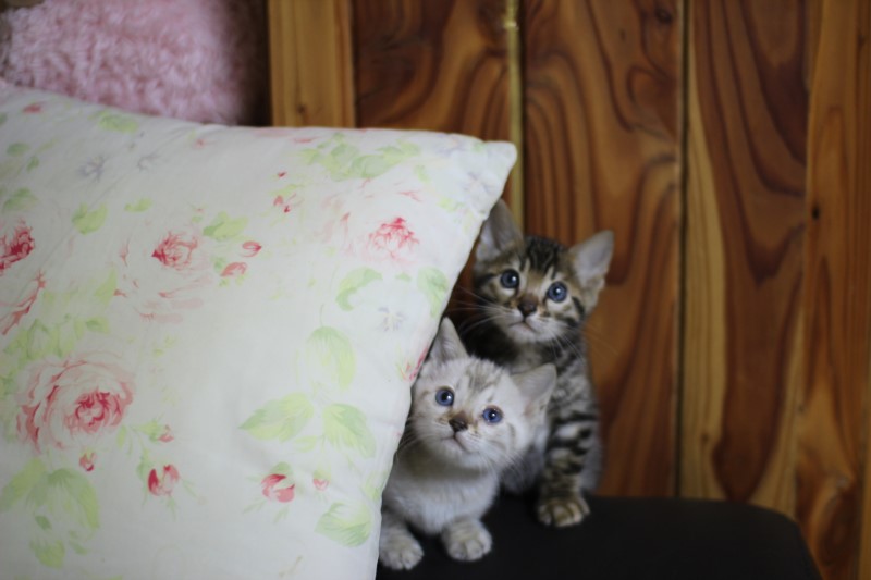 귀요미 뱅갈고양이 꼬꼬마들~ 관련 이미지 4