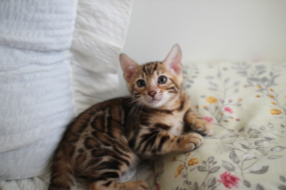 애교만점 개냥이 뱅갈고양이 남아 순둥군 분양해요~ 관련 이미지 3