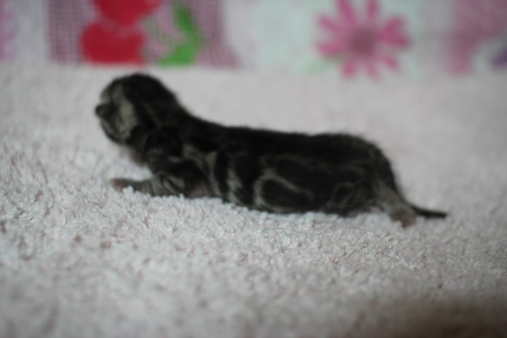 클라우드 로젯 실버뱅갈고양이 꼬물이 여아예요 관련 이미지 7