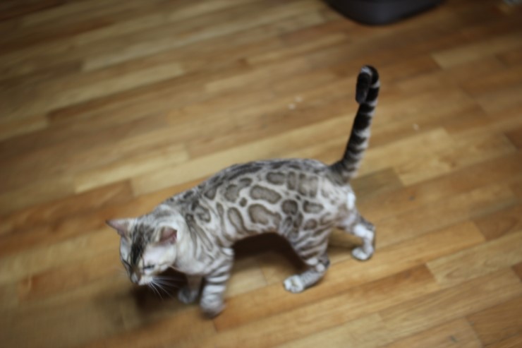 실밍크 뱅갈고양이 영웅이예요~~ 관련 이미지 5