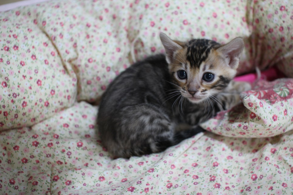 눈망울이 초롱초롱~ 관련 이미지 2