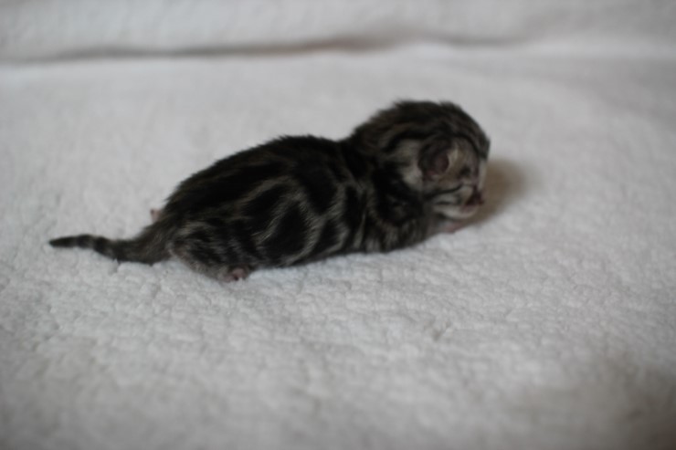 new litter 관련 이미지 7