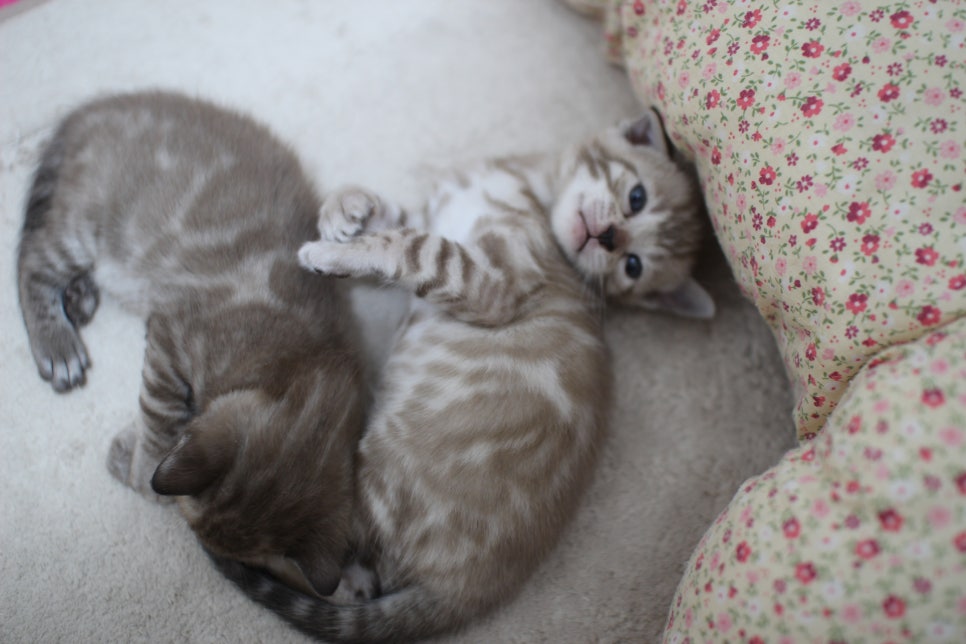 밍크차콜,밍크 뱅갈고양이 꼬맹이들 앙증맞은 모습~ 관련 이미지 1