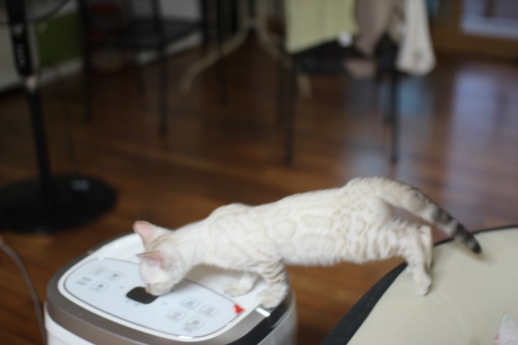 뱅갈고양이 분양 소유 캐터리 꼬맹이들 캣휠 연습중~ 관련 이미지 22