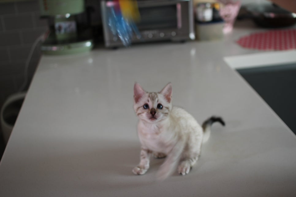 사람만 졸졸졸 따라 다니는 스노우뱅갈고양이 여아 분양해요~ 관련 이미지 1