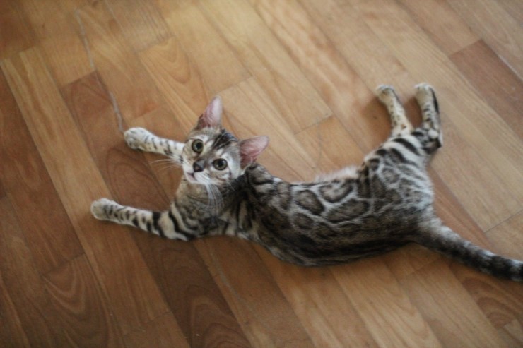 soyu lien,soyu diamond 관련 이미지 1