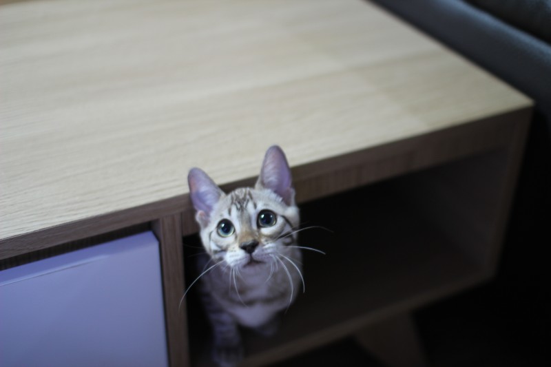 귀염둥이 까불이~ 관련 이미지 2