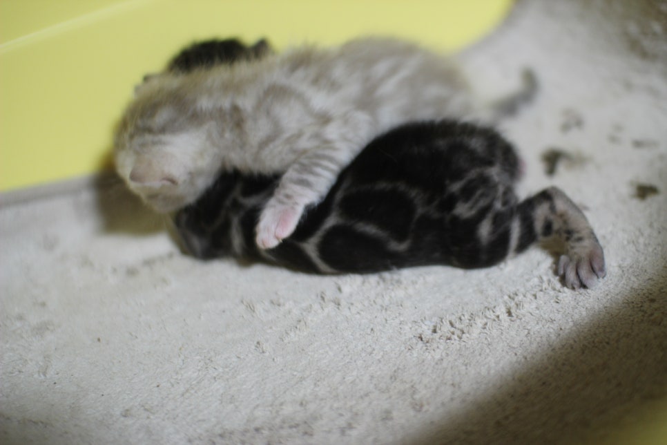 브라운과 실밍크 뱅갈고양이 꼬물이~ 관련 이미지 5