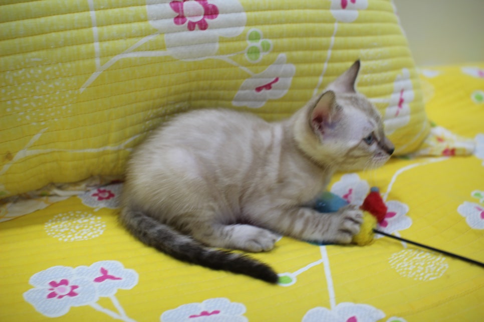 엄청난 순둥이 스노우뱅갈고양이 남아 분양해요~ 관련 이미지 15