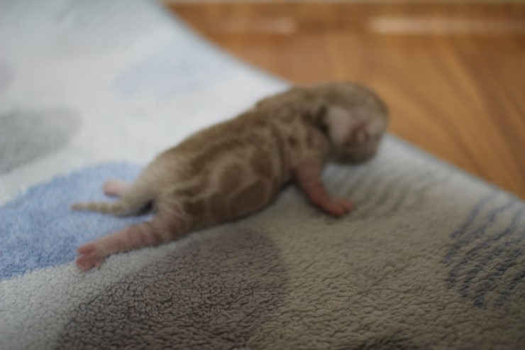 실밍크 스노우 뱅갈고양이 꼬물이 남아 입니다~ 관련 이미지 9