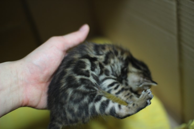 뱅갈고양이 꼬맹이 6남매~ 관련 이미지 10