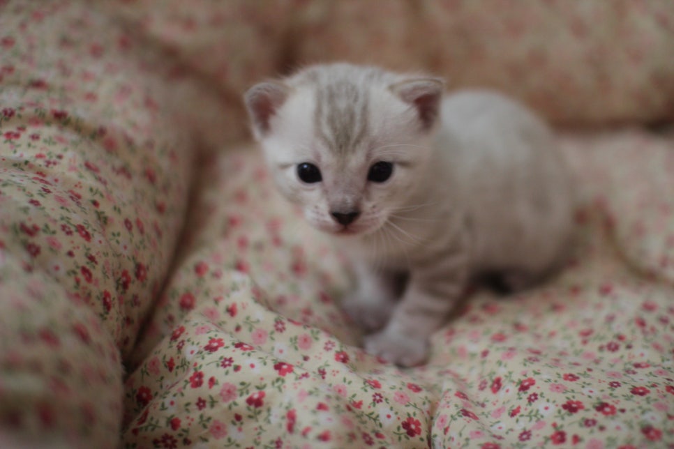 스노우뱅갈고양이 꼬맹이들은 사랑이죠! 관련 이미지 2