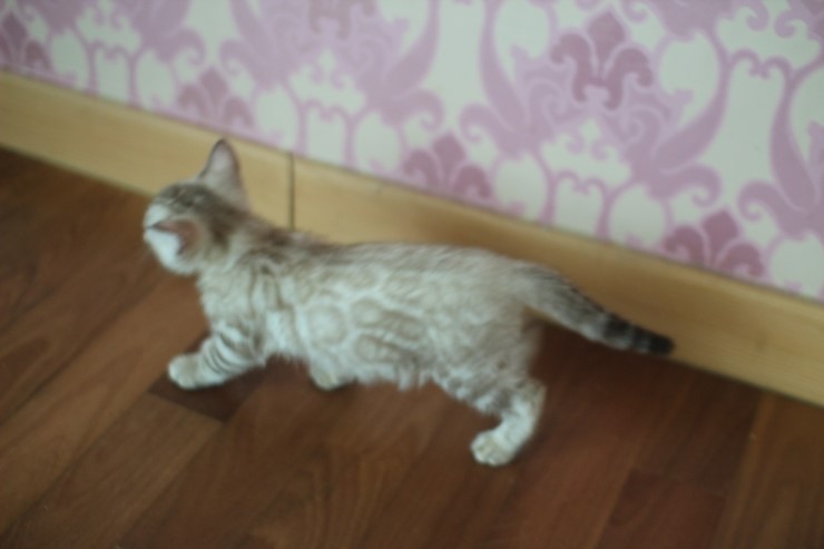 실밍크 클라우드 로젯 뱅갈고양이 남아예요~ 관련 이미지 5