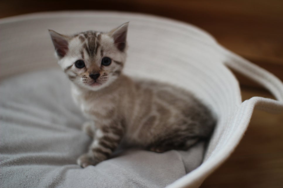 스노우뱅갈고양이 여아예요~ 관련 이미지 1