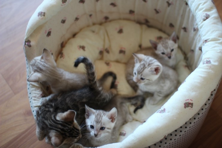 뱅갈고양이 꼬맹이들 단체샷~~ 관련 이미지 3