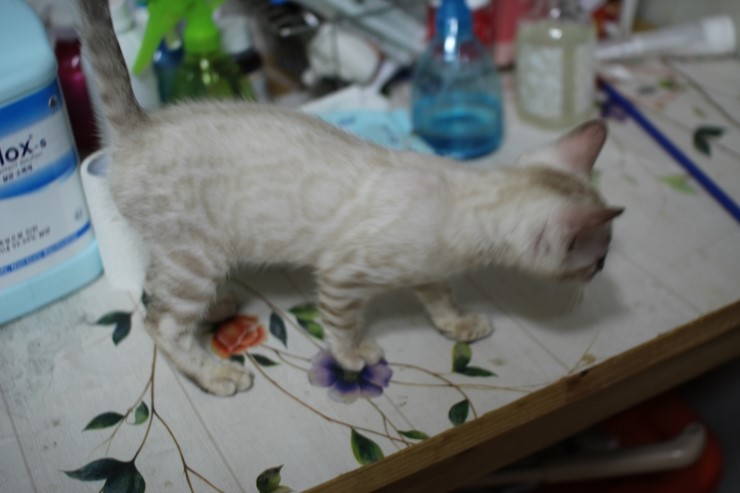 스노우 링스 키퍼 공주님~ 관련 이미지 4