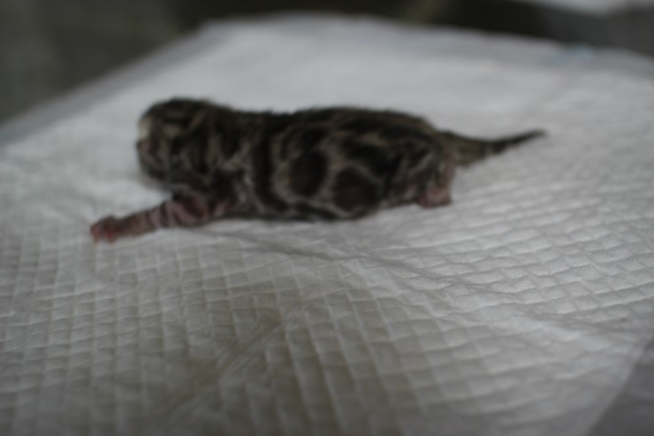 실밍크 뱅갈고양이 영웅이 첫자묘 태어났습니다~ 관련 이미지 7