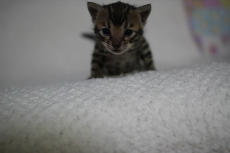 뱅갈고양이,뱅갈고양이 분양 여아 두아이 예약 분양 합니다~ 관련 이미지 24