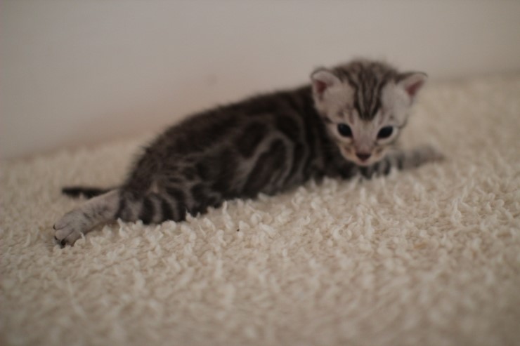 클라우드 로젯 실버 뱅갈고양이 남아예요~ 관련 이미지 1