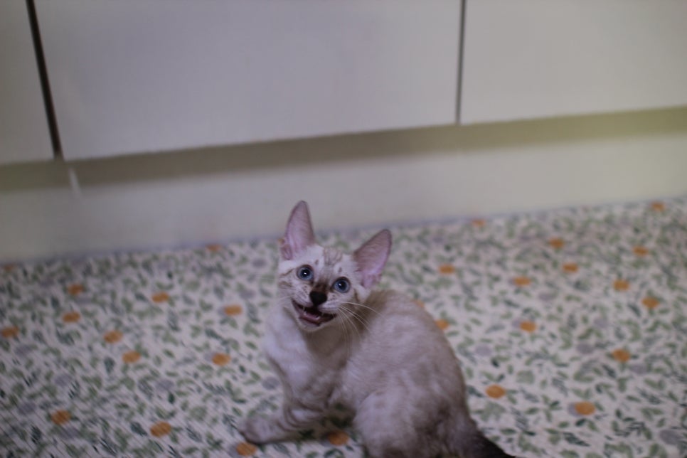 뱅갈고양이 분양중인 아이들 입니다~ 관련 이미지 3