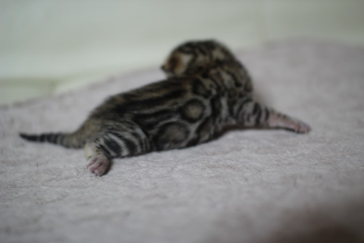 뱅갈고양이 실버랑 브라운 꼬물이 관련 이미지 15