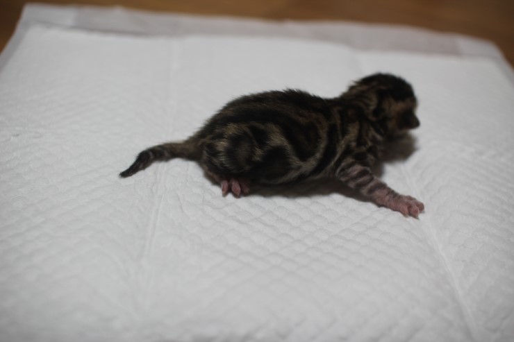 뱅갈고양이 소유캐터리 출산소식~ 관련 이미지 3