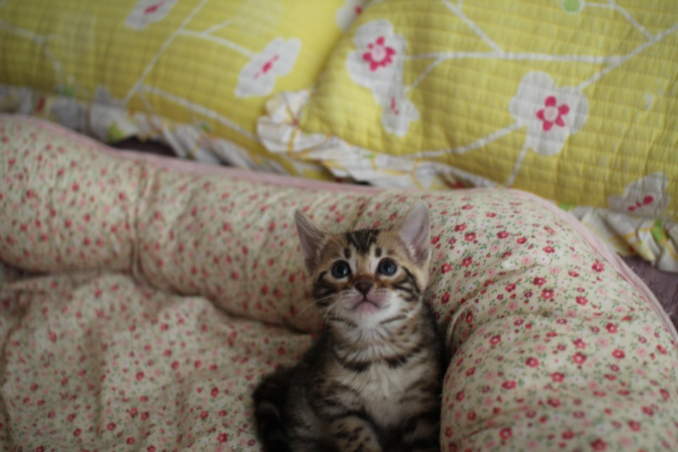 브라운 뱅갈 남아,여아,스노우뱅갈 남아 분양해요~ 관련 이미지 4