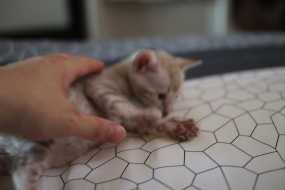 성격 최고 어메이징 스노우뱅갈고양이 꼬맹이~ 관련 이미지 3