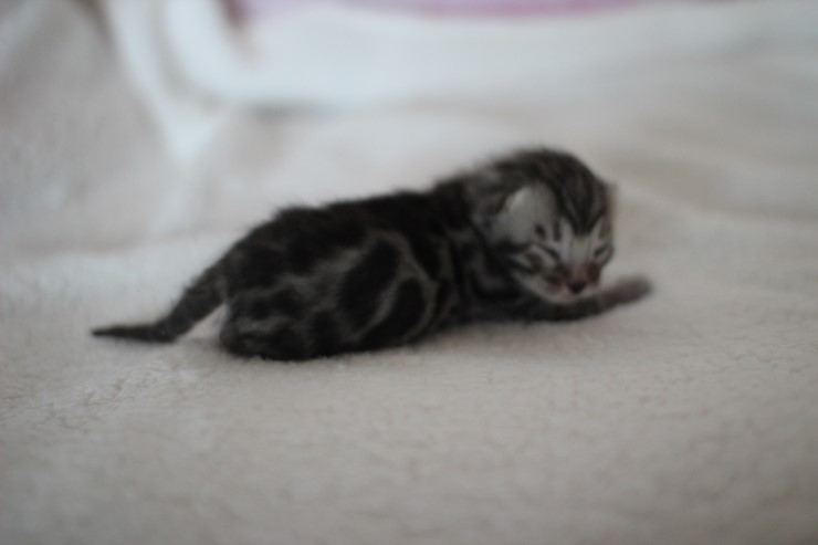 소유뱅갈고양이 캐터리 키튼들 입니다~ 관련 이미지 15