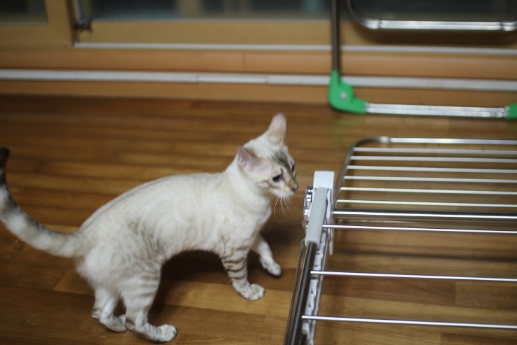 푸른 눈을 가진 스노우 뱅갈고양이 너무 이쁘죠 관련 이미지 5
