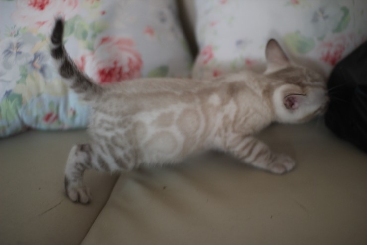 해외로 예약된 뱅갈고양이 삼총사~ 관련 이미지 5