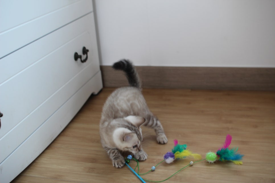 스노우뱅갈고양이 꼬맹이 신났네 신났어 관련 이미지 16